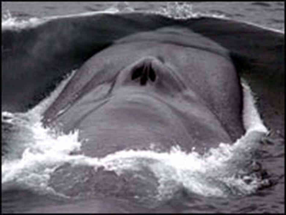 Blue whale breaks the surface off Alaska coast Blue whale breaks the surface off Alaska coast
