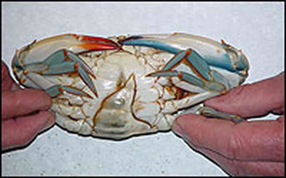 Crab of Dual Gender Grabs Watermen's Attention NPR