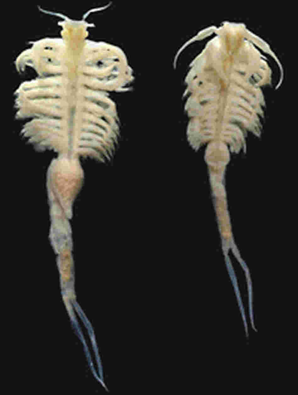 A female and male speciman of the newly discovered species of fairy shrimp