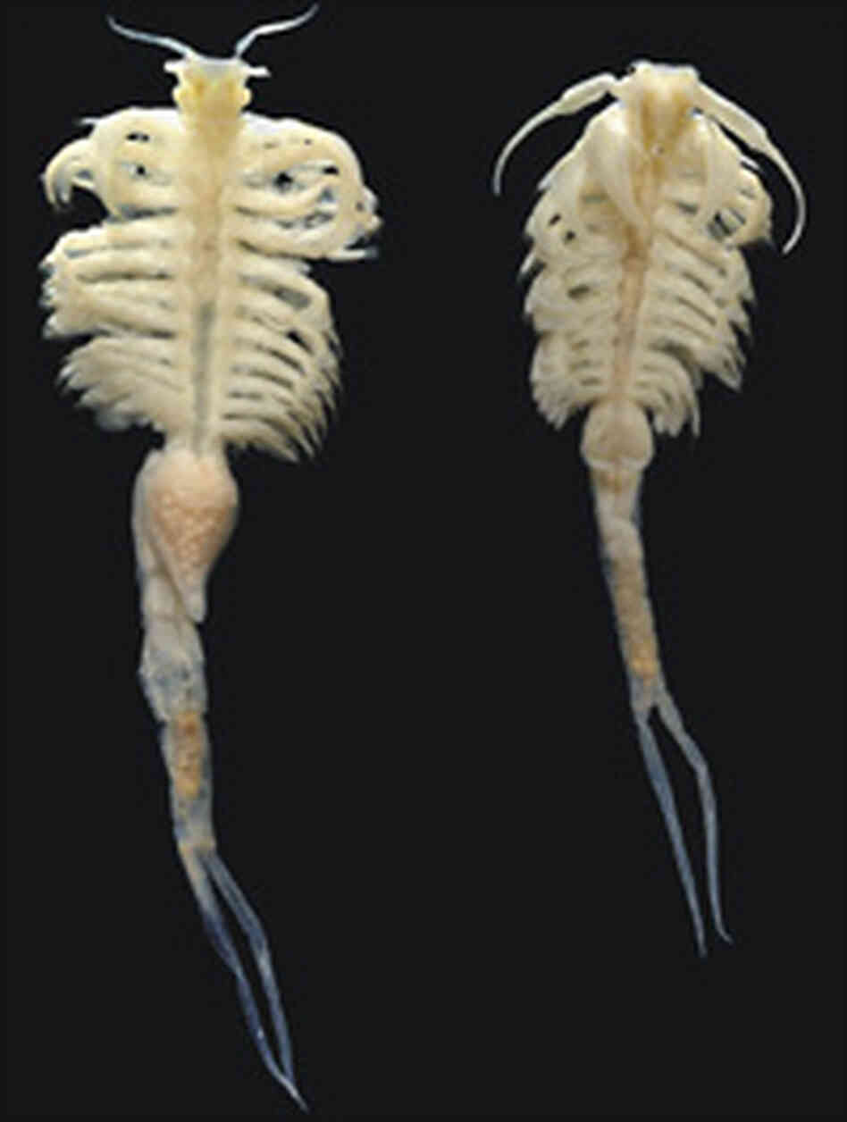 A female and male speciman of the newly discovered species of fairy shrimp