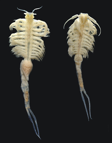 A female and male speciman of the newly discovered species of fairy shrimp