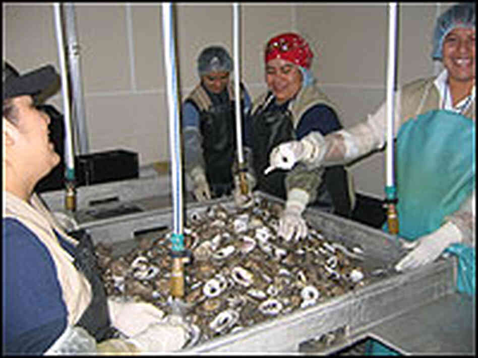 A group of workers washes oysters at Motivatit Seafoods. A group of workers washes oysters at Motivatit Seafoods.
