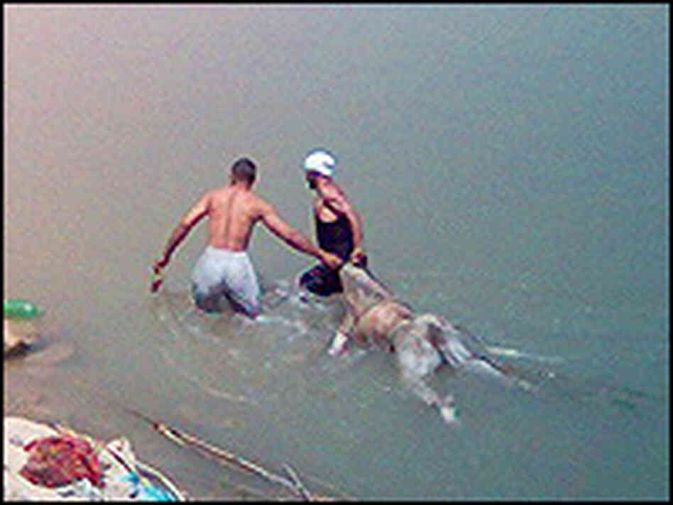 Swimmers drag a bloated body towards the river bank. Swimmers drag a bloated body towards the river bank.