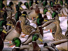 Ducks in Alaska. Ducks in Alaska.