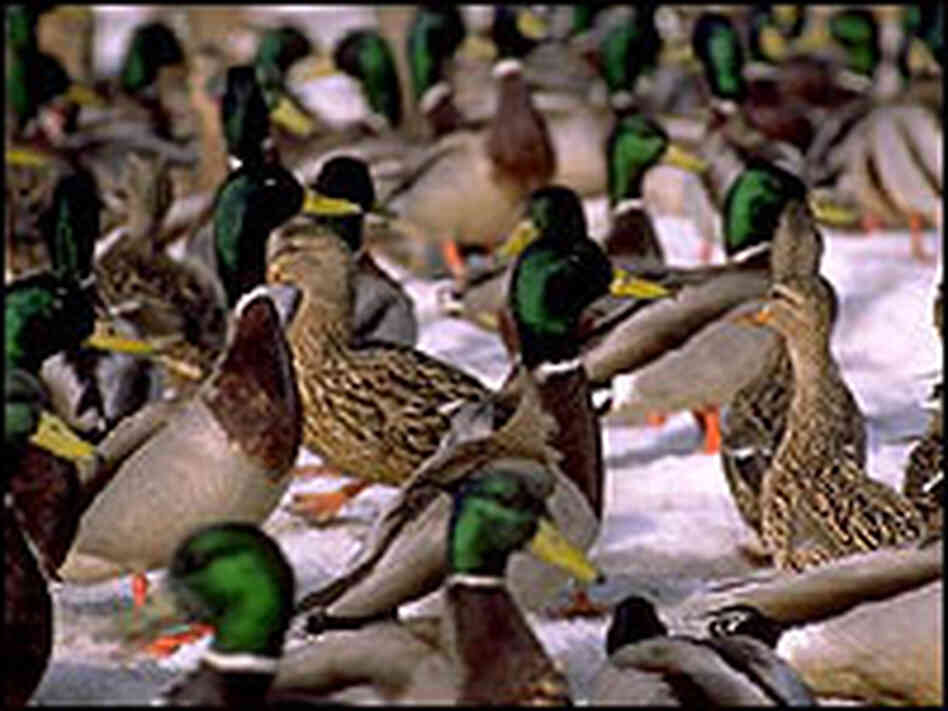 Ducks in Alaska. Ducks in Alaska.