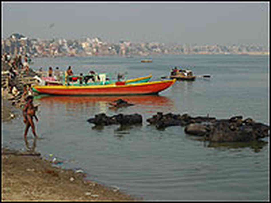 Buffaloes bathing in the Ganges River in the city of Varanasi.