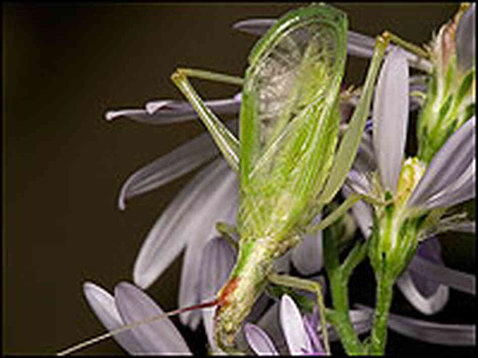 Broad-Winged Tree Cricket Broad-Winged Tree Cricket