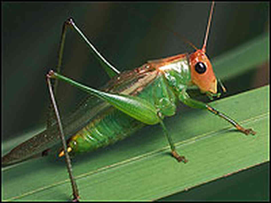Red-Headed Meadow Katydid Red-Headed Meadow Katydid