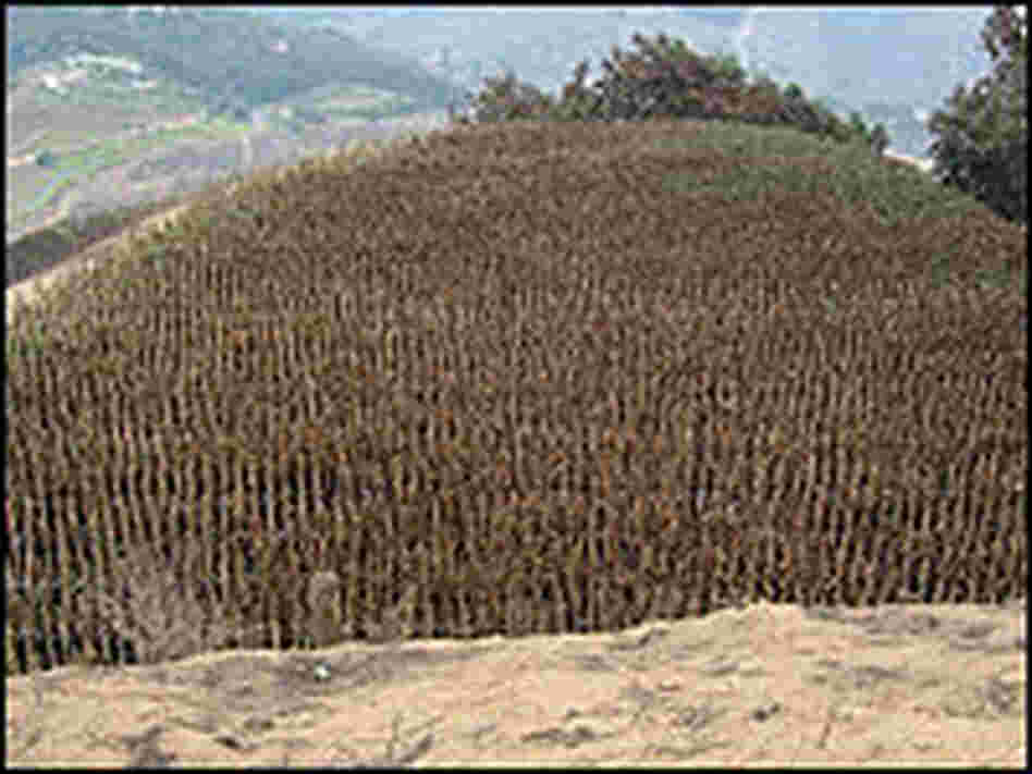 A scorched avocado orchard.