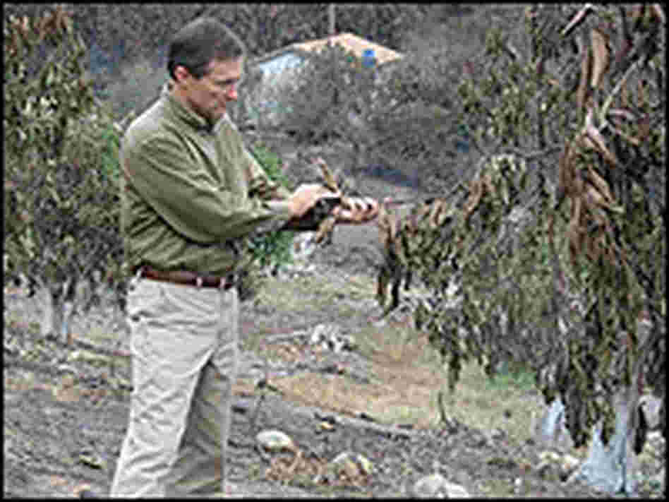 Eric Larson at a scorched avocado orchard.