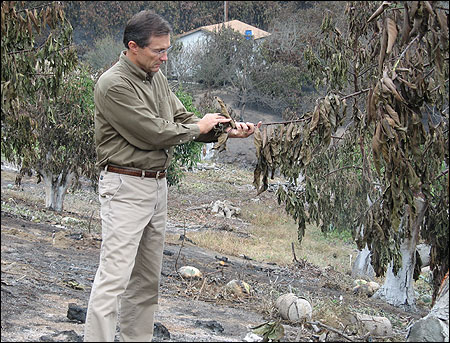 Eric Larson at a scorched avocado orchard.