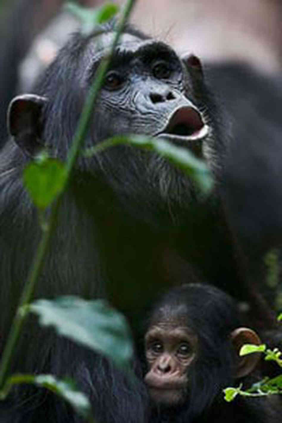 KL, a female chimp, in the Budongo Forest.
