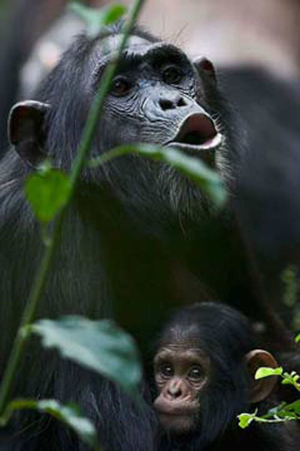 KL, a female chimp, in the Budongo Forest.