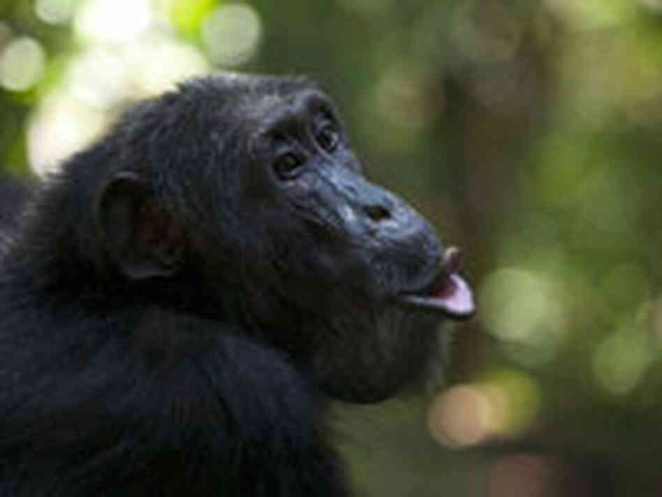 Maani, a female chimp in the Budongo Forest.