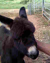 Elise the Donkey Elise the Donkey