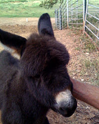 Elise the Donkey