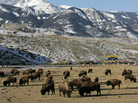 Bison graze on high school football field. Bison graze on high school football field.
