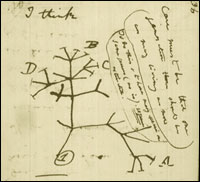 A sketch of Darwin's evolutionary tree from his 1837 notebook.