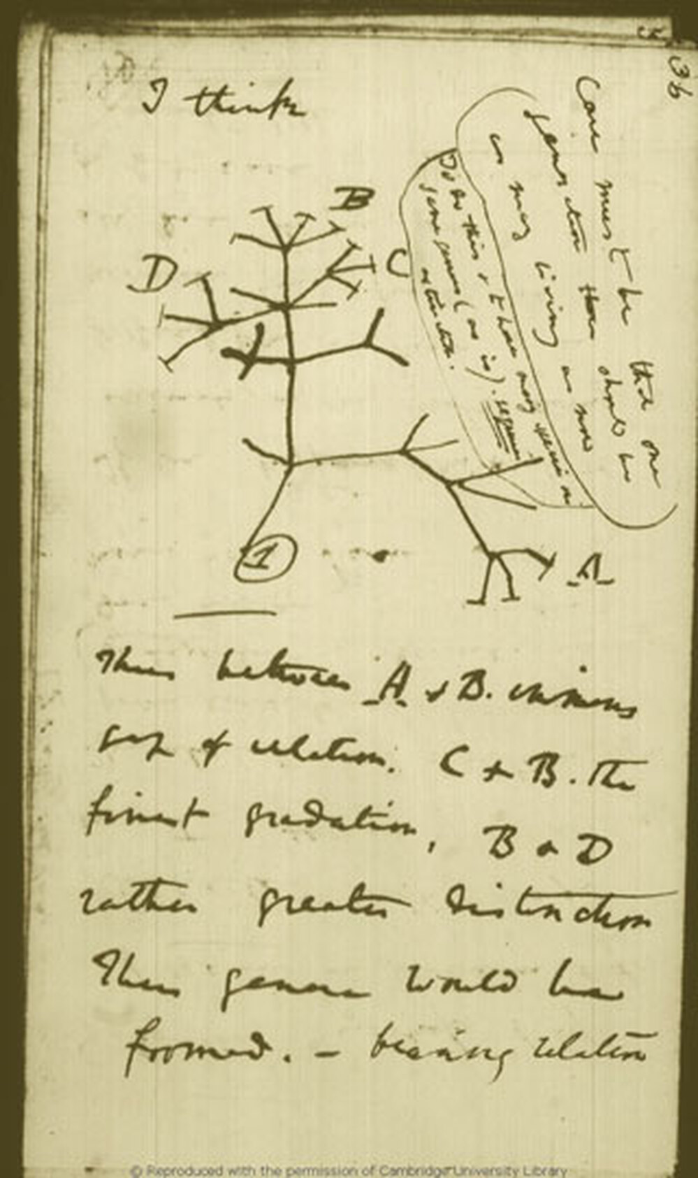 A sketch of Darwin's evolutionary tree from his 1837 notebook.