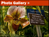 'Orchids Through Darwin's Eyes'