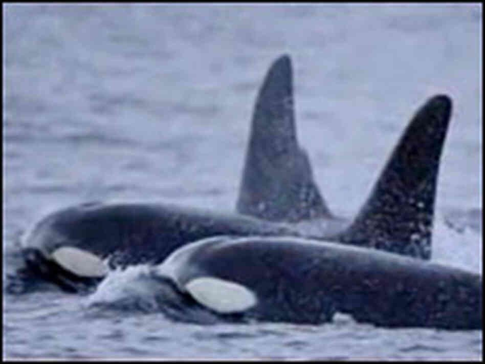 A video on conducting field work on killer whales in Norway.