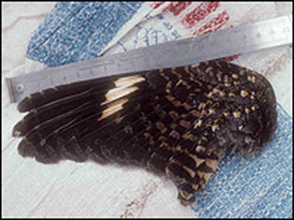 The wing of the Nechisar nightjar. Courtesy Roger Safford