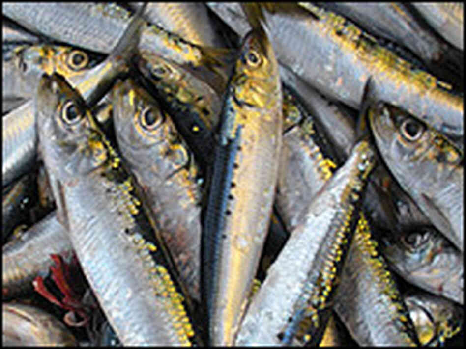 Sardines.