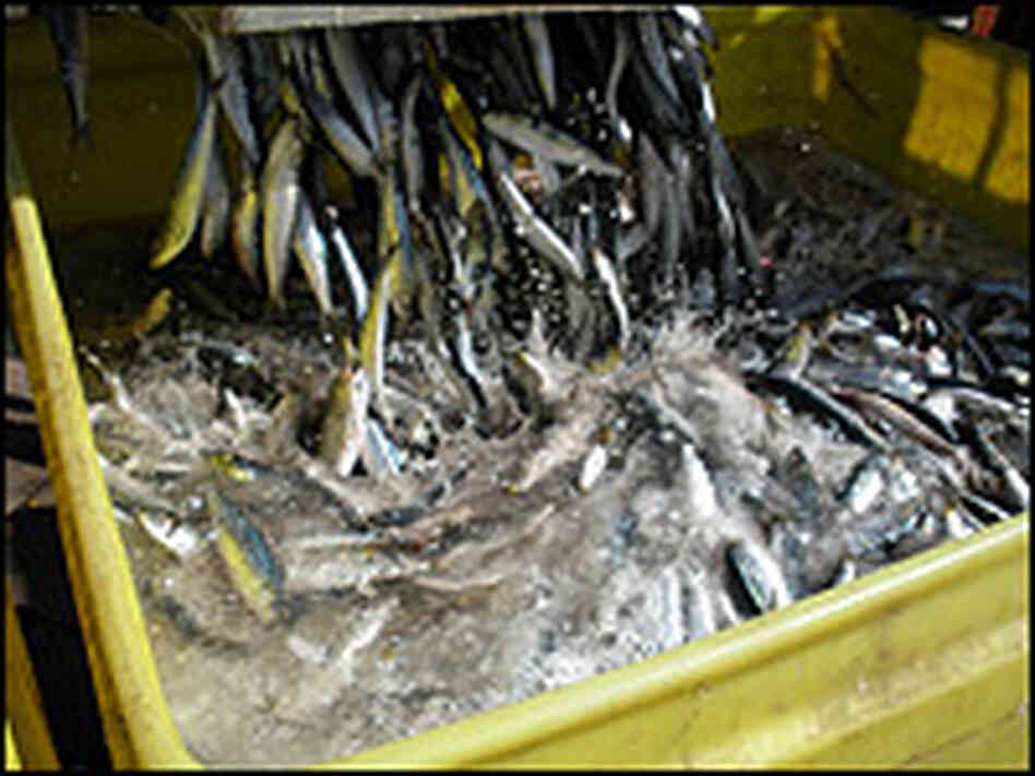 Loading sardines.