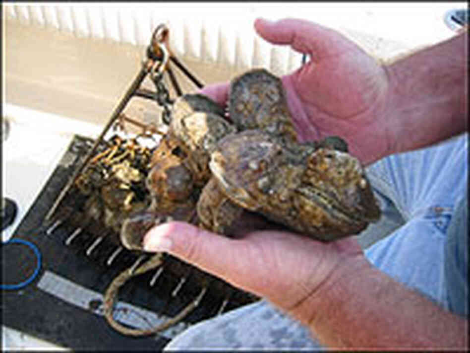 A waterman holds oysters in his hands. A waterman holds oysters in his hands.