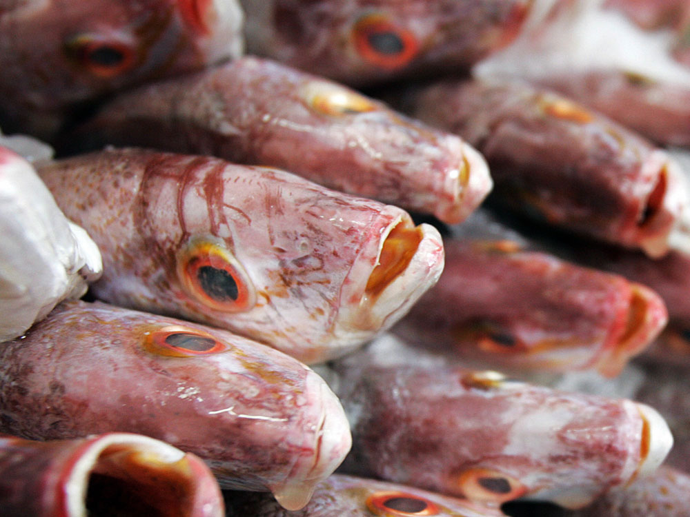 Daniel Pauly warns that overfishing and the pollution of the oceans could force seafood off of our plates. (AFP/Getty Images)