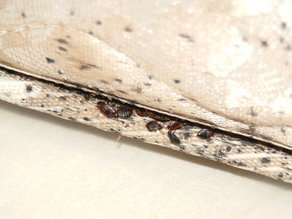 bed bugs under mattress