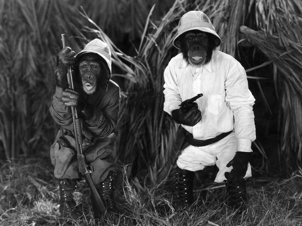 These two chimps, dressed as hunters, were stars in the 1939 film &quot;Africa Squawks,&quot; directed by Connie Rasinski. (Getty Images)