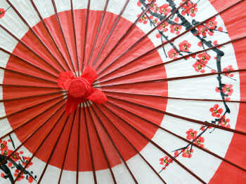 Cherry blossoms