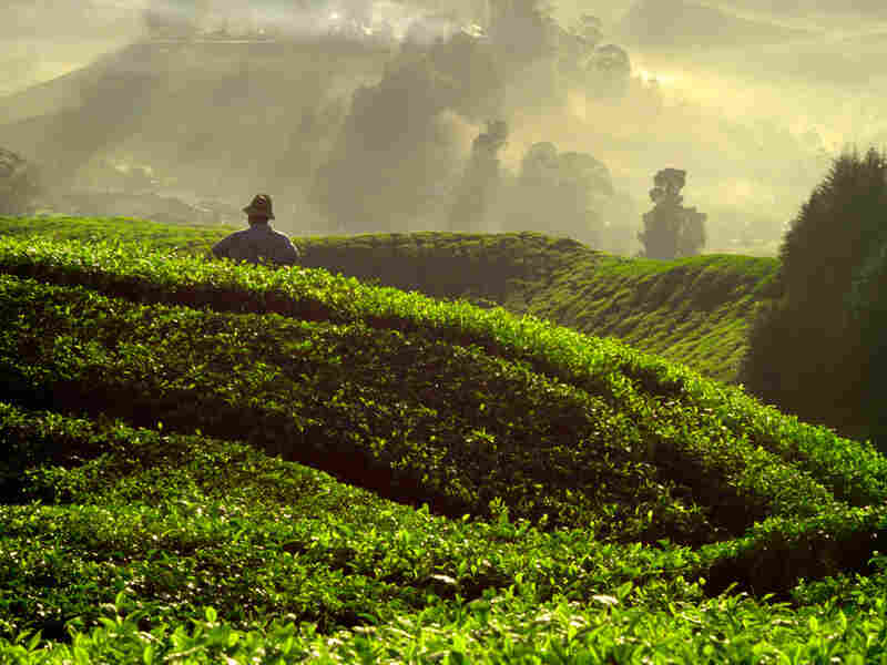 Tea plantation