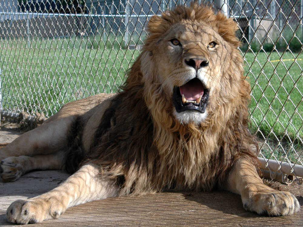 Lions, Tigres and Bears