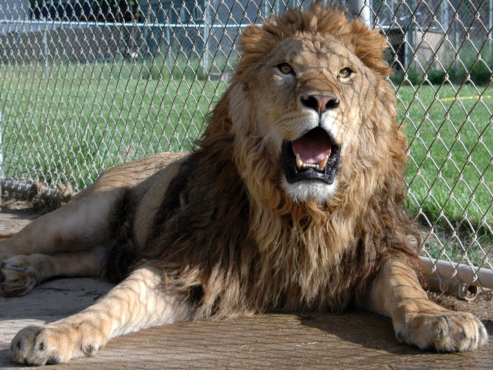 Pet lion shop