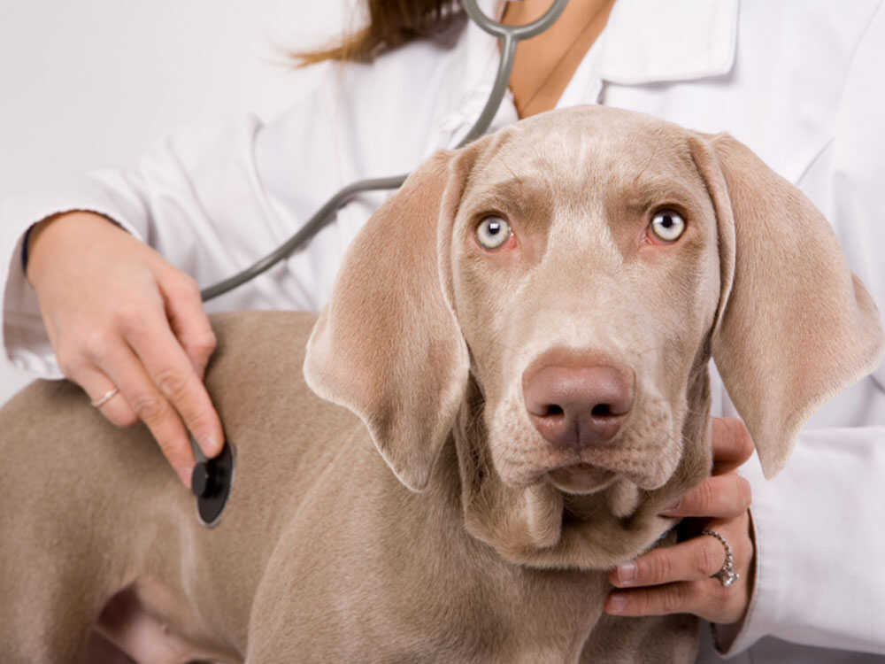 Vet students get hands-on experience at local dog show