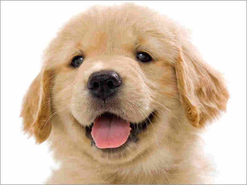 Puppy