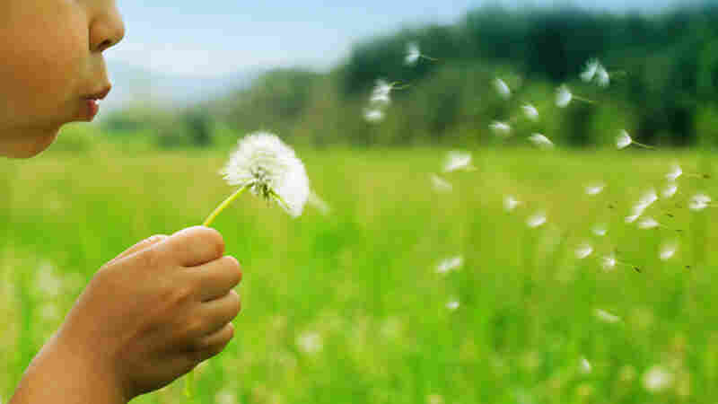 A child blows dandelion seeds across a meadow.