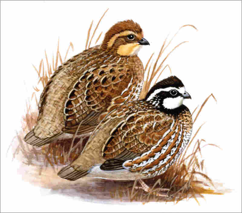 Northern bobwhite