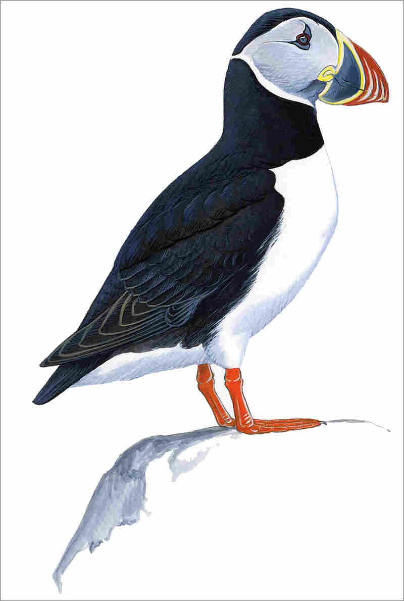 Atlantic puffin