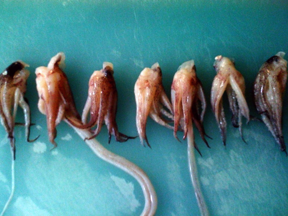 Many calamari dishes feature only the squid's sac, cut into rounds, but the tentacles (above) add flavor, texture and fun. Clean the squid yourself (using the tips at far right) or have the fishmonger do it for you.