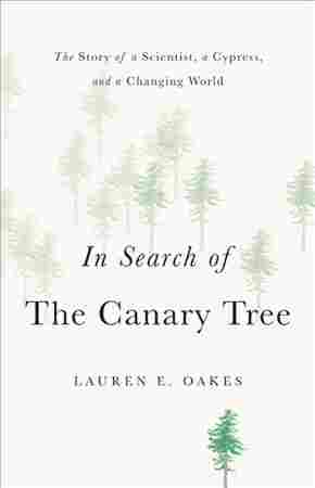'In Search Of The Canary Tree' Highlights The Links Between Nature ...