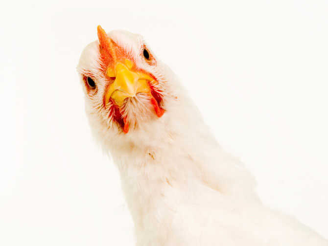 Chicken Collagen Tested As Rheumatoid Arthritis Treatment Shots