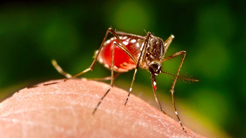 Dengue Fever In Florida Portends A Growing Problem Shots Health News NPR