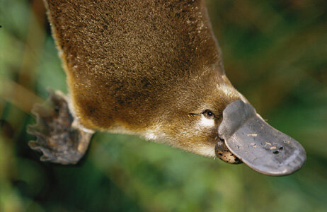 America S Pet Platypus Needs Another 10 6 Billion Planet Money Npr