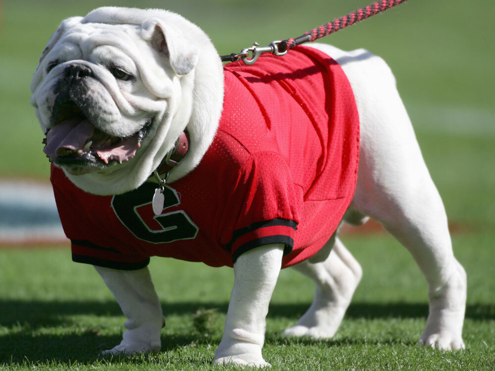 University Of Georgia Mascot Tough To Name : Blog Of The Nation : NPR