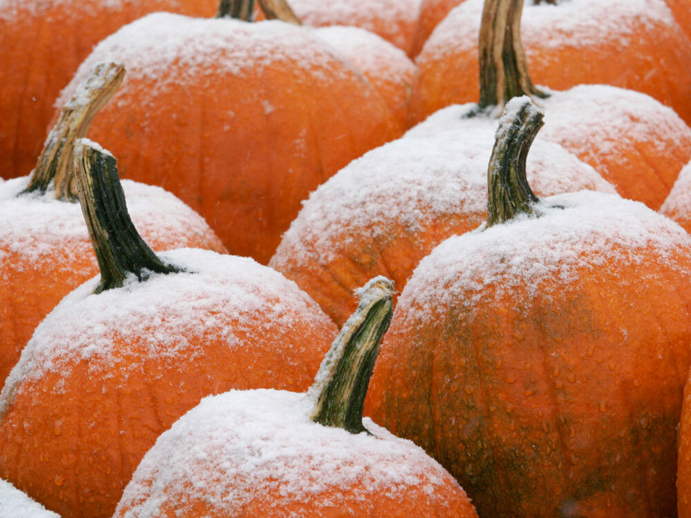 Frost On The Pumpkin? How About Snow? The TwoWay NPR