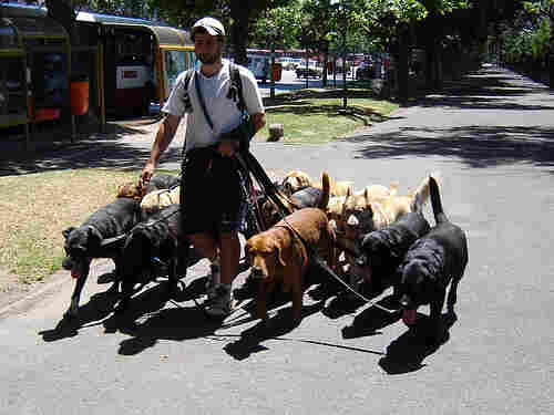 Photo of a man walking many dogs at once.