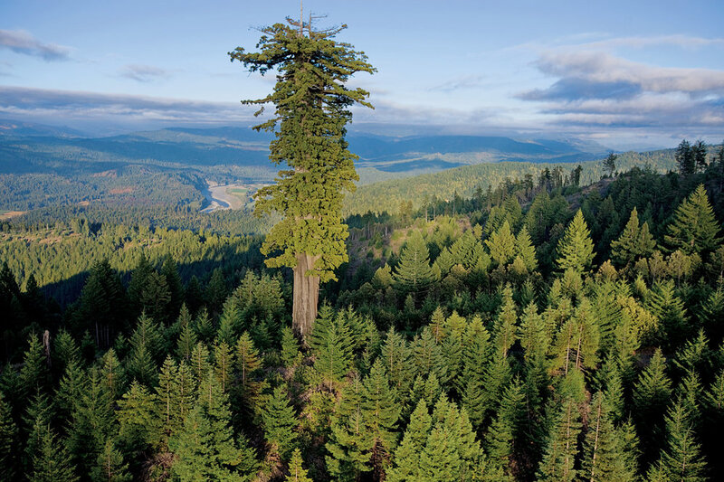 Biggest, Tallest Tree Photo Ever The Picture Show NPR